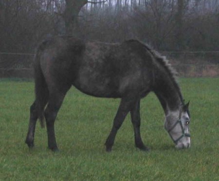 Фото лошади темно-серой масти