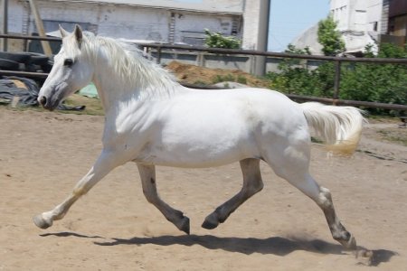 Фото лошади светло-серой масти