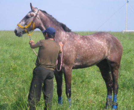 Фото лошади красно-серой масти орловской рысистой породы