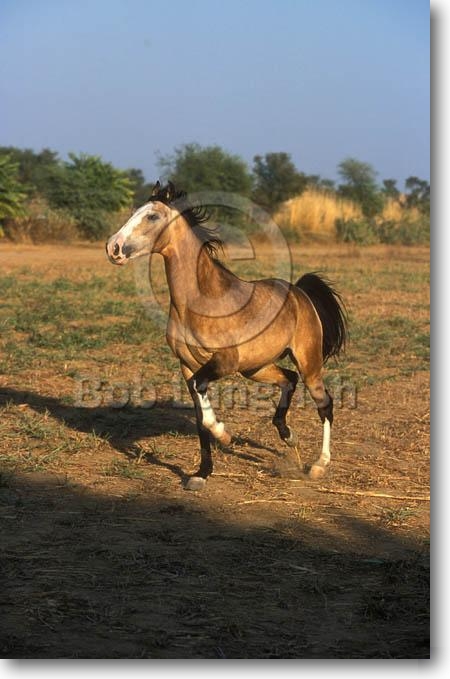 Фото лошади индийской полукровной породы буланой масти