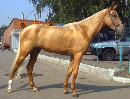 Фото лошади золотой масти