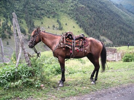 Фото лошади албанской (мизекейской) породы гнедой масти
