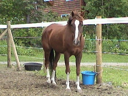Фото лошади породы квараб рыжей масти