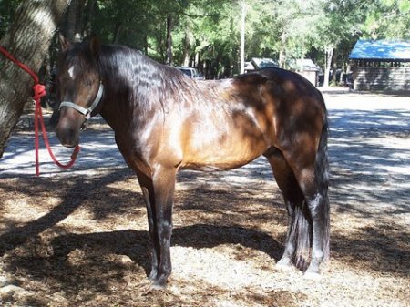 Фото лошади породы флоридский крэкер гнедой масти