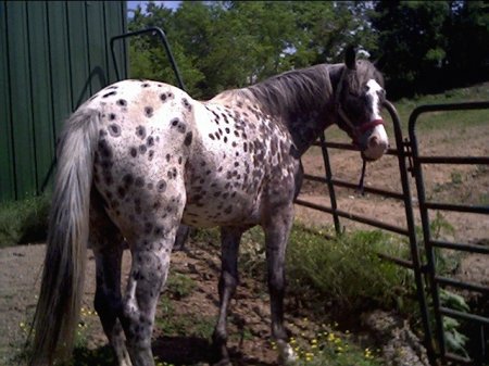 Фото лошади породы Уокалуза (Walkaloosa Horse) чубарой масти