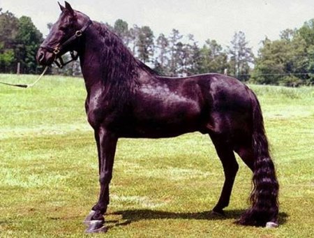 Фото лошади породы Рэкинг хорс (Racking Horse) вороной масти