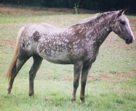 Фото лошади породы тайгер