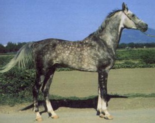 Фото лошади тушинской породы серой масти