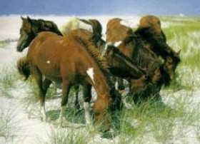 Фото лошадей мегрельской породы