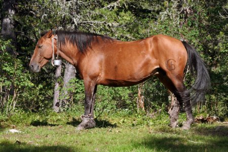 Фото лошади алтайской породы гнедой масти