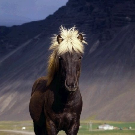 Фото лошади серебристо-вороной масти исландской породы