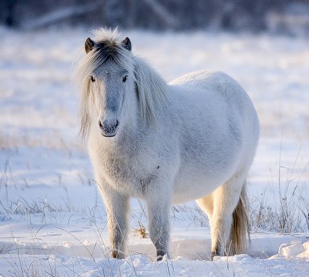 Фото якутской лошади
