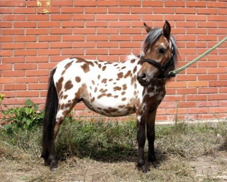 Фото мини лошади породы мини-аппалуза чубарой масти