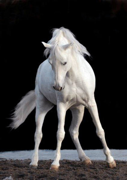 Приснился Белый конь — расшифровка сна