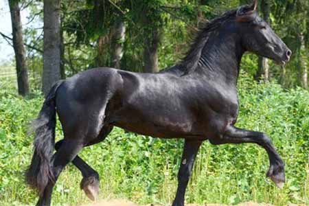 Фото лошади восточно-фризской породы вороной масти