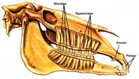 Схема расположения зубов лошади