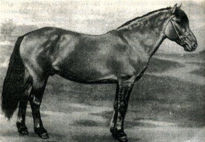 Фото лошади тавдинской породы