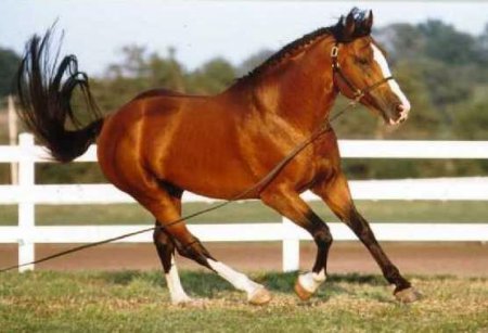 Фото лошади породы ирландский гунтер гнедой масти