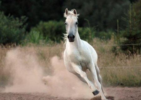 Фото лошади арабской породы серой масти