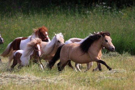 Табун американских миниатюрных лошадей ЧК "Идальго"