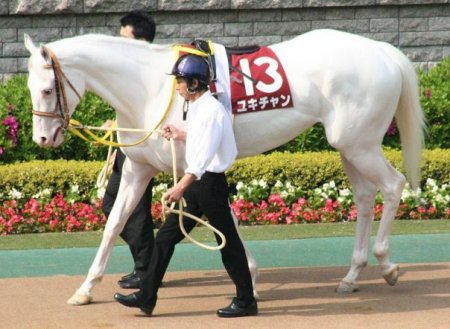 Фото лошади доминантной белой масти