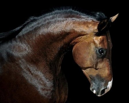 Фото лошади ганноверской породы