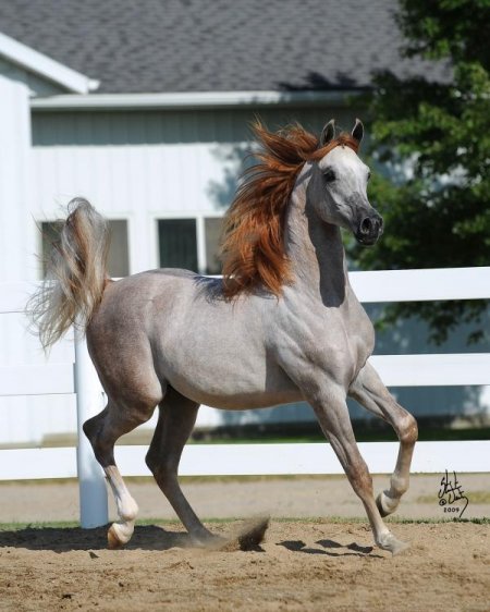 Фото лошади арабской породы