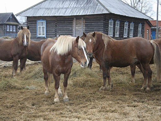 Продажа лошадей удмуртии. Вятский тяжеловоз лошадь. Коневодство Кировской области. Коневодство в Удмуртии. Лошади в Удмуртии.