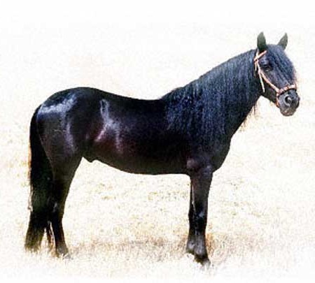 Фото лошади породы лосино