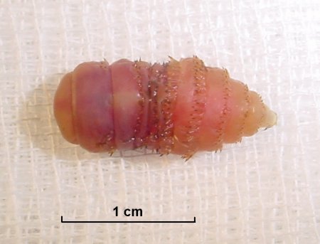 G. intestinalis 