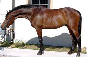 Швейцарская Теплокровная лошадь или Айнседлер