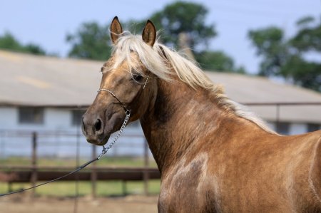 Фото лошади латвийской породы типа спортивный (облегчённый)