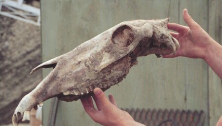 Череп древней лошади, захороненный в канадской вечной мерзлоте 700 тысяч лет назад