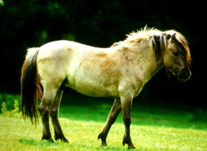   (Equus ferus).