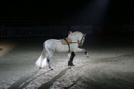    ,         Salon du Cheval de Paris (  )