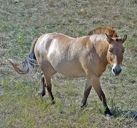 Дикая лошадь (Equus ferus).