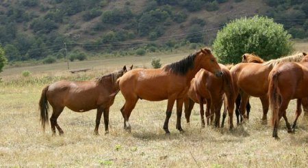 Фото табуна Карабахских лошадей