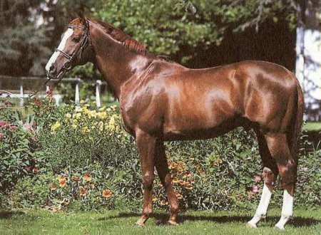 Фото лошади породы французский англо-араб