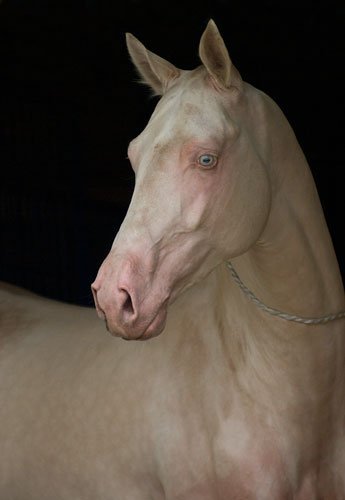 Фотография лошади изабелловой масти