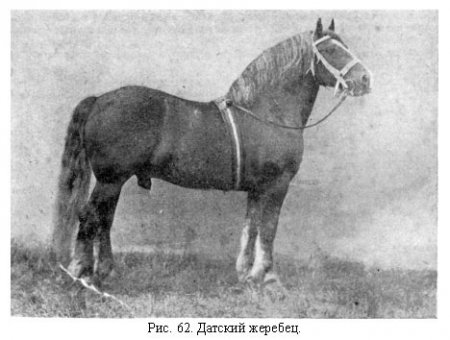Ютландская лошадь (Датский тяжеловоз)