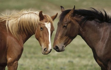 Фото двух лошадей