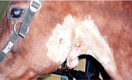Фото лошади с саркоидом до операции