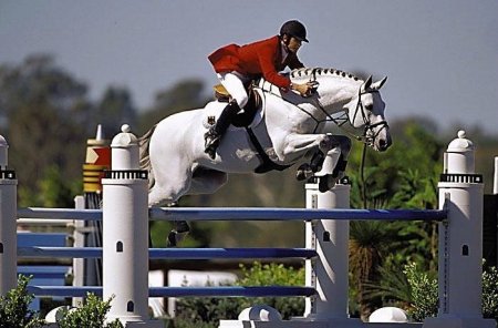 Влияние качества грунта на прыжковые навыки лошади