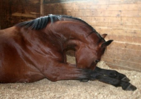 Инфекционной анемией лошадей (ИНАН) называют вирусную болезнь однокопытных, при которой поражаются органы кроветворения