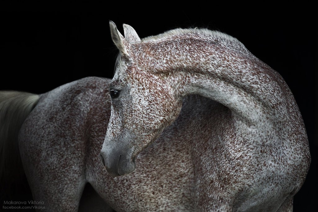 Гладил лошадь во сне. Голова серой лошади. Rose Grey Horse. Студийное фото лошади.