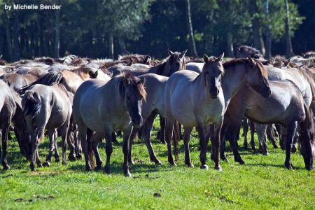 В Австралии собираются истребить 10 тысяч диких лошадей