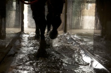 Фото лошади в акватренажёре