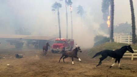 Фото лошадей на пожаре