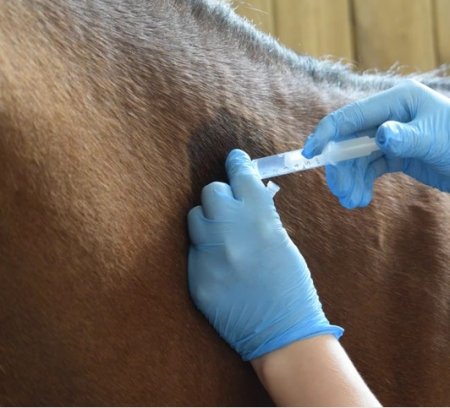 Фото внутримышечной инъекции лошади в область шей