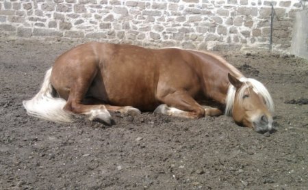 Фото спящей лошади